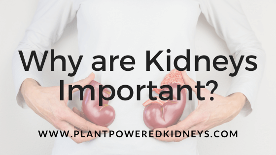 Why are kidneys important