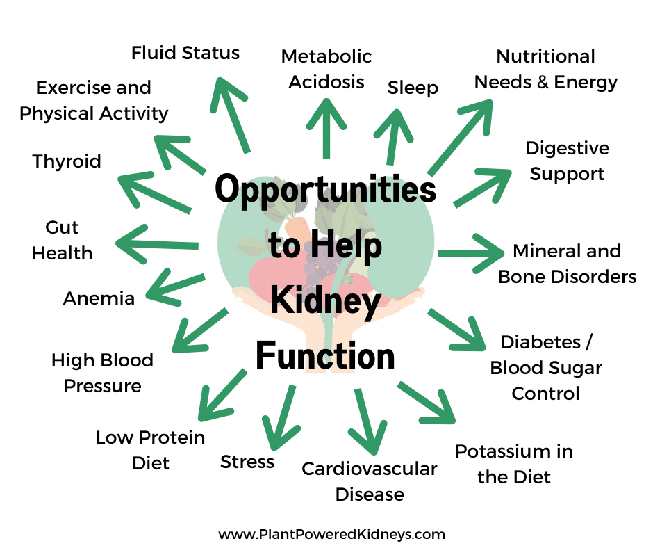 Opportunities to Help Kidney Function:
Metabolic acidosis
Sleep
Nutritional Needs & Energy
Digestive Support
Mineral and Bone Disorders
Diabetes / Blood sugar control
Potassium in the diet
Cardiovascular disease
Stress
Low Protein Diet
High blood pressure
Anemia
Gut health
Thyroid
Exercise and physical activity
Fluid status

There are so many ways to support kidney function!